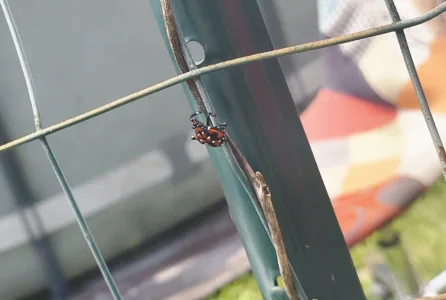 Bugging Out: Lanternflies Persist in the Ohio Valley